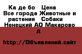 Ка де бо › Цена ­ 25 - Все города Животные и растения » Собаки   . Ненецкий АО,Макарово д.